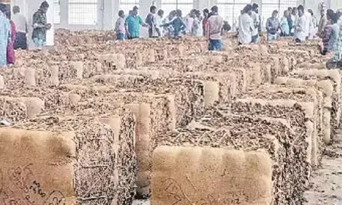 Rajamahendravaram: Demand fetches good price for tobacco