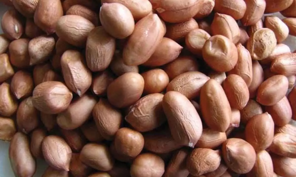 Anantapur: Farmers plead for groundnut processing centres in Anantapur