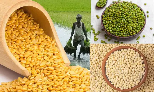 Telangana sees drop in  pulses production