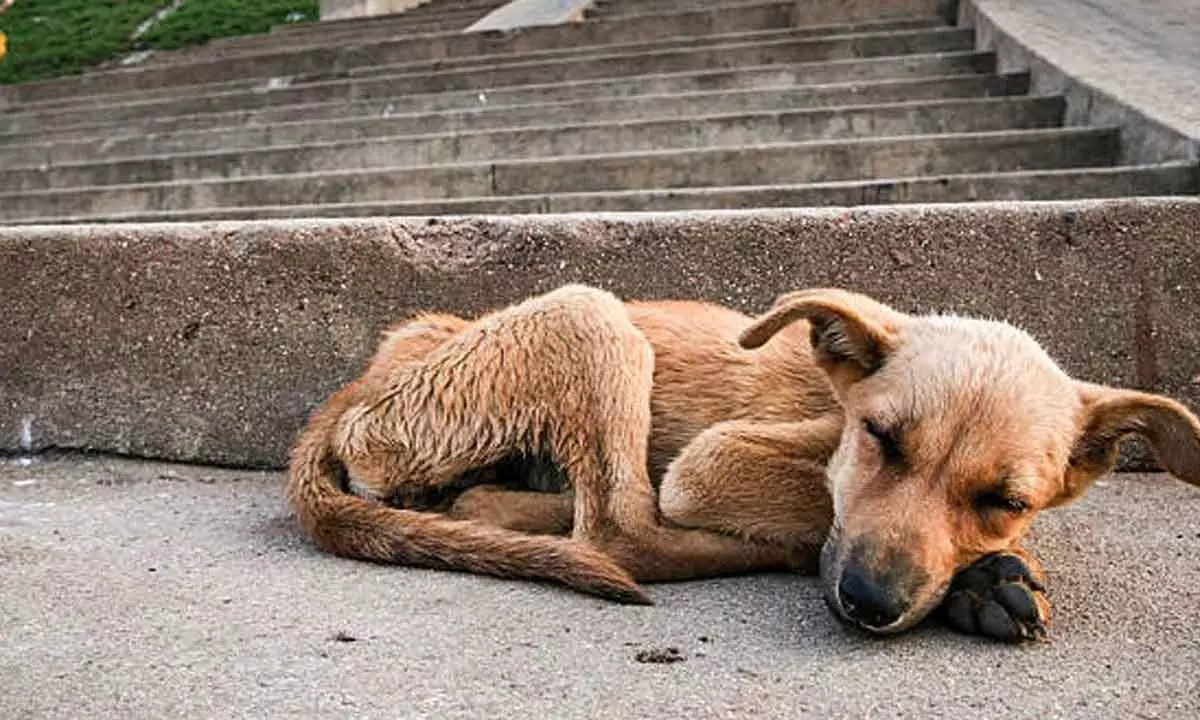 International Dog Day today: Have a heart for homeless dogs