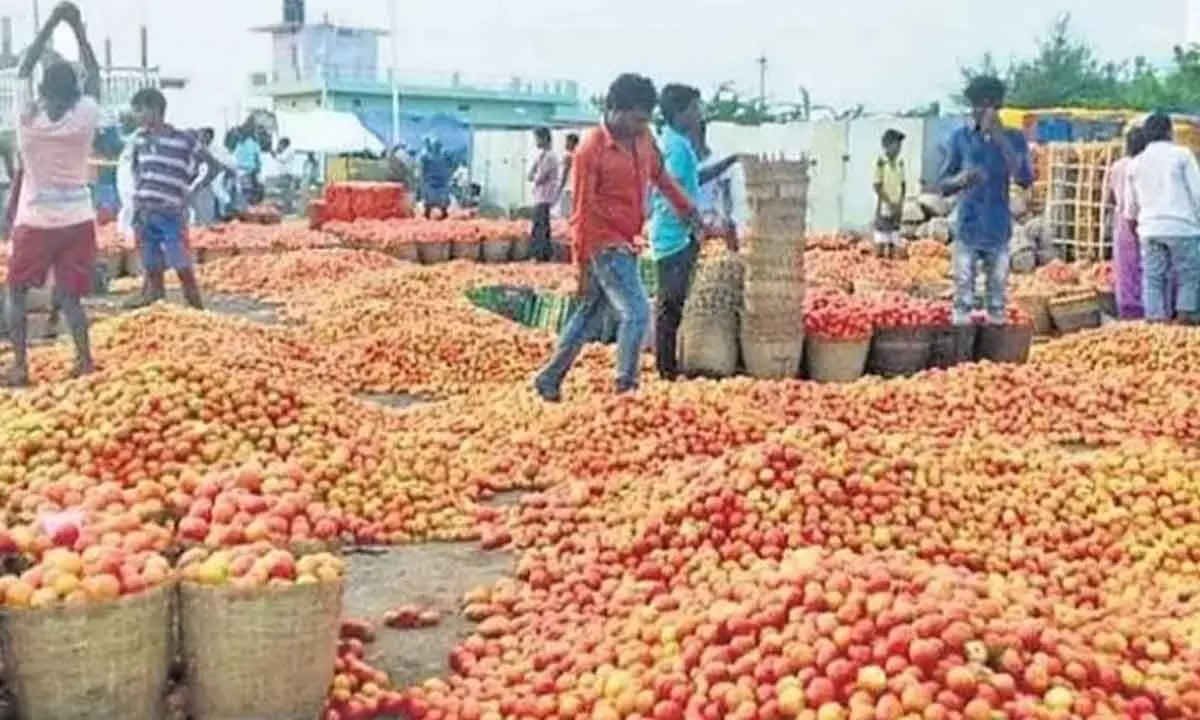 Tomato growers in tears as prices crash