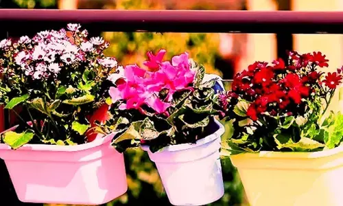 Delhi gears up for G-20 Summit; 6.75L flower, foliage pots to adorn roads, venues