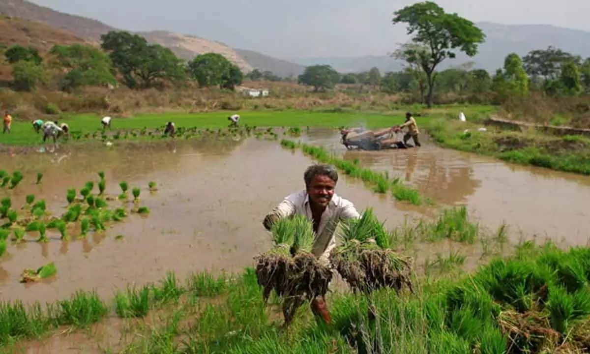 Mahabubnagar: Rain deficit leaves farmers jittery