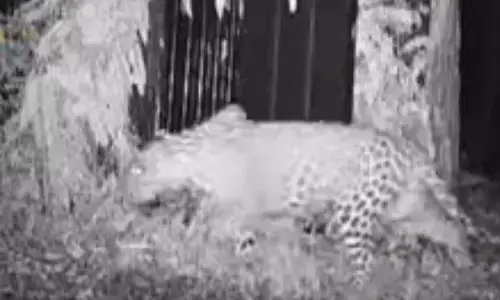Tirumala: One more leopard trapped