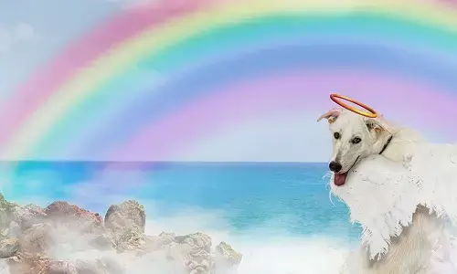 Rainbow Bridge Remembrance Day