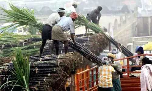 Amid export ban sugar production dip by 20 percent in state