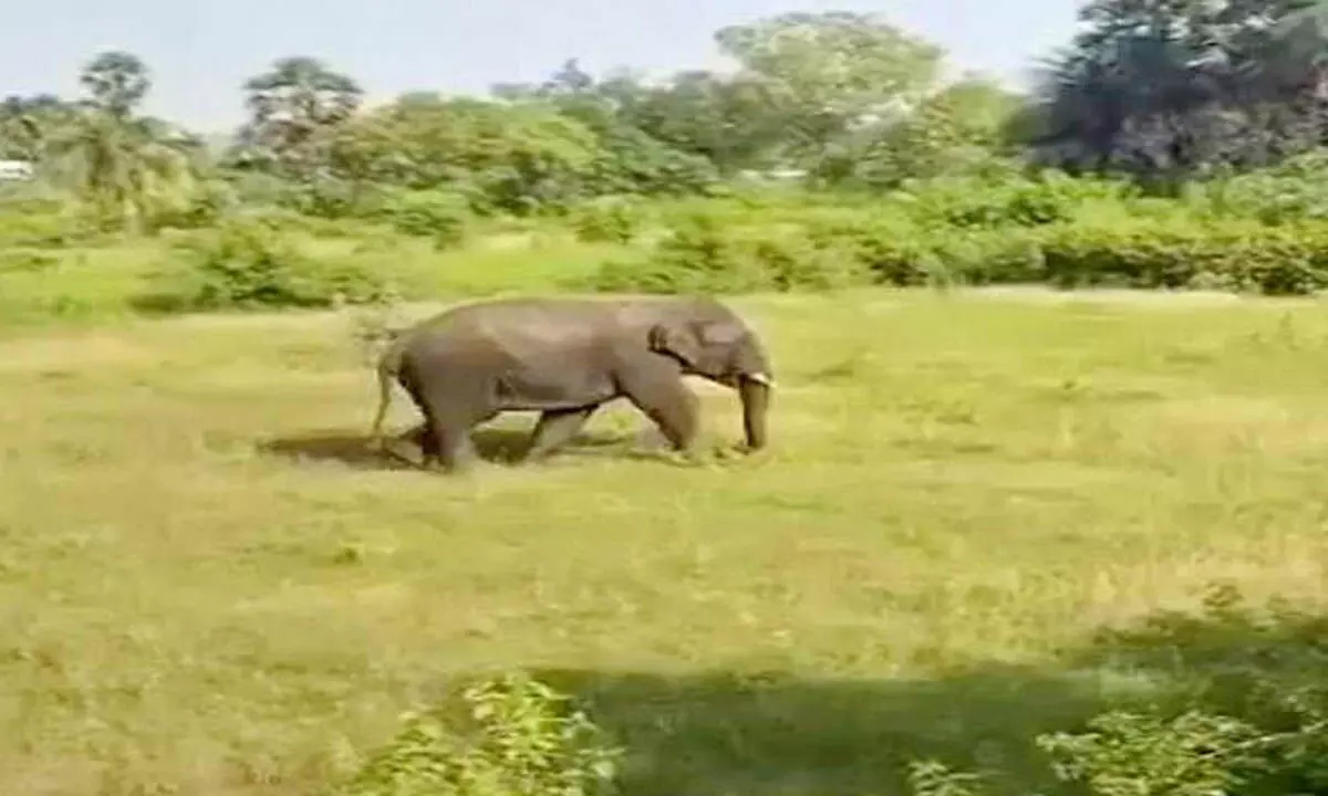 Chittoor: Couple dies in an elephant attack