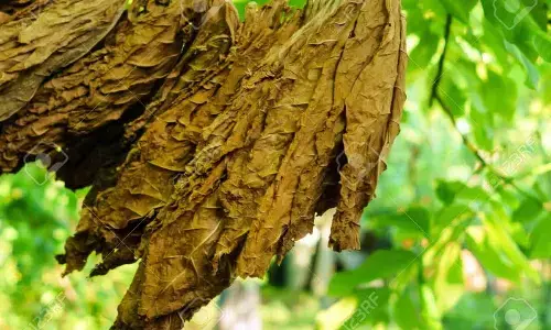 ‘Too early to say’, Docs on tobacco leaf derivative shown to treat cancer