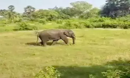 Chittoor: Couple dies in an elephant attack