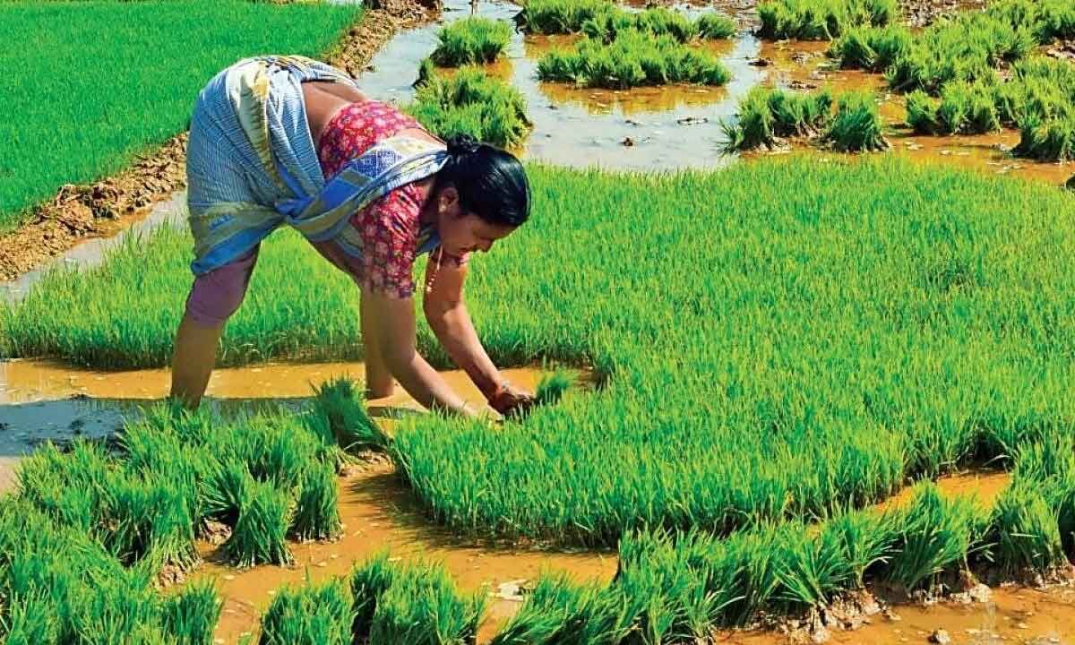 Farmers Advised To Go For Alternative Crops