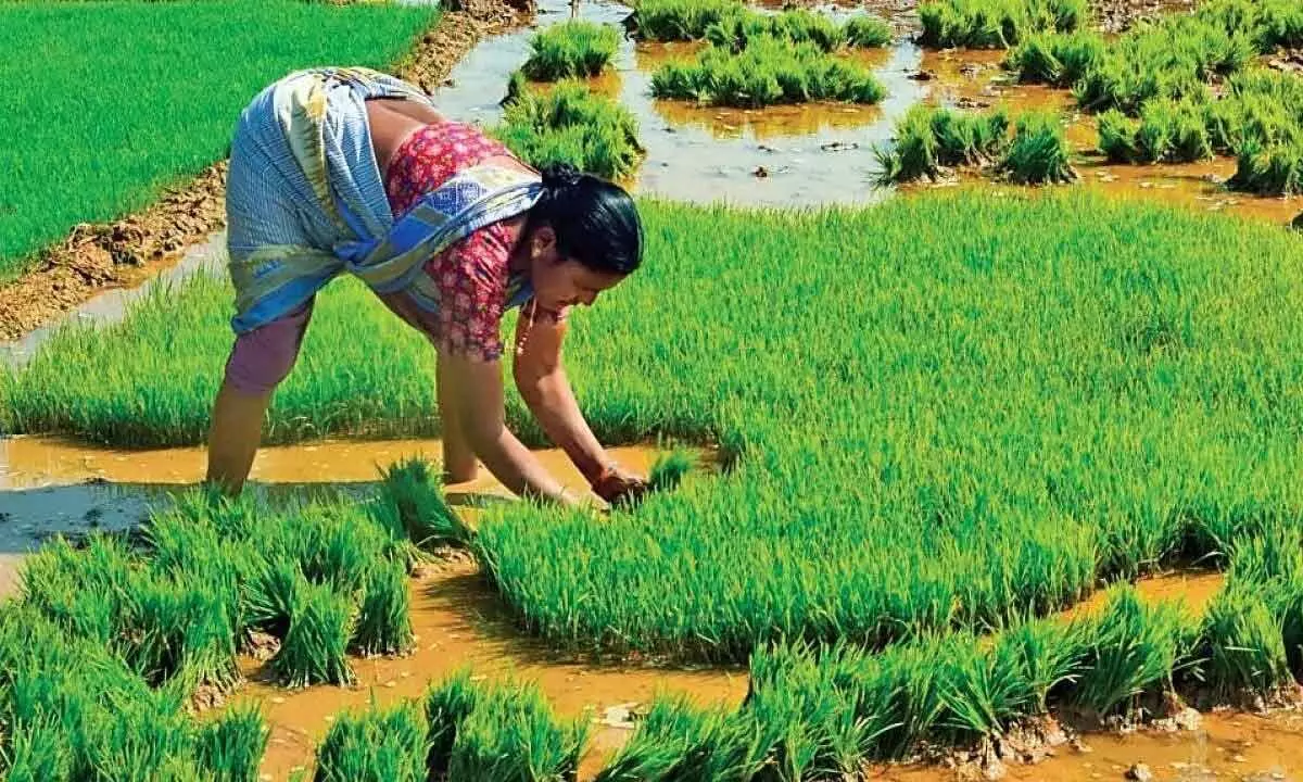 Farmers advised to go for alternative crops