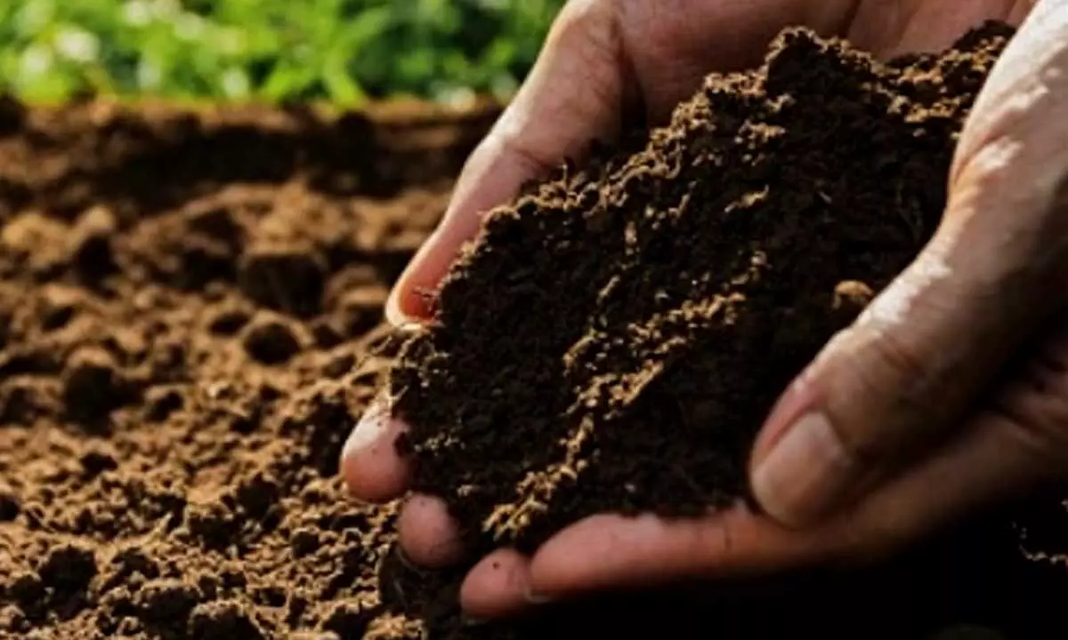 Enriching farmland soil can help prevent childhood stunting