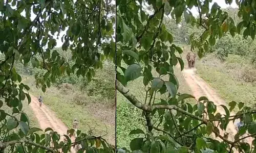 Forest department sharp shooter trampled by wild elephant