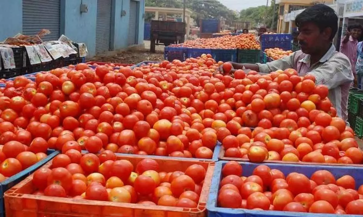 Andhra Pradesh: Tomato prices sees a further fall in Madanapalle market
