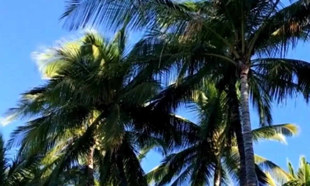 Gujarat reports 4,552 hectare growth in coconut cultivation in a decade