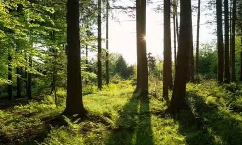 Parvathipuram: Forest clearances granted to 16 works