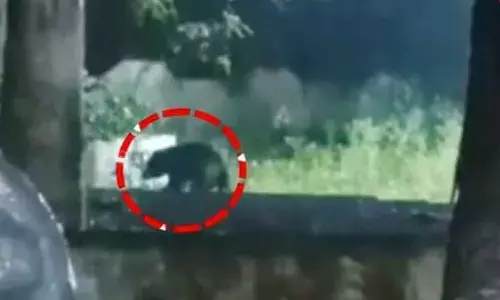 Bear sighted at Mahanandi temple