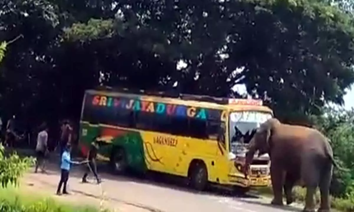 Elephant goes on rampage on highway in Andhra Pradesh