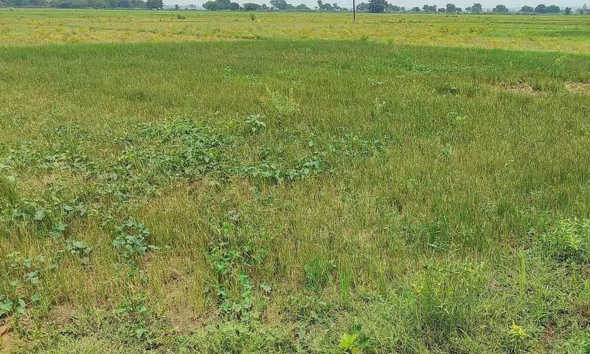 Paddy nurseries dry up as rains play truant