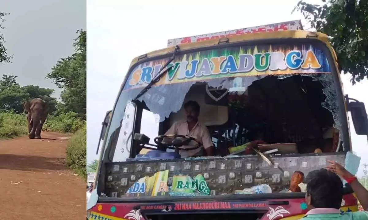 The jumbo which damaged the windshield of a bus at Artham village in Komarada mandal in Parvathipuram-Manyam district on Monday