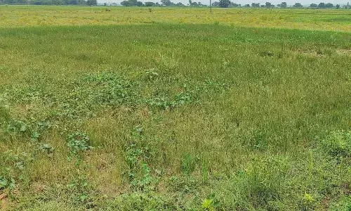 Paddy nurseries dry up as rains play truant