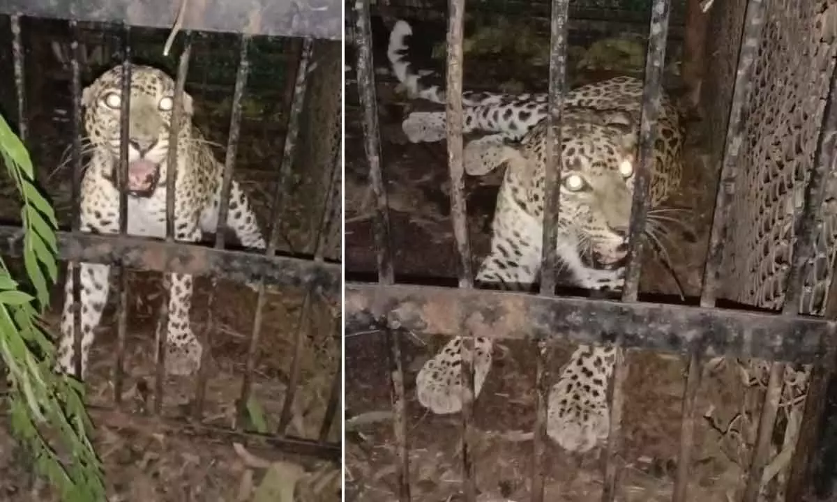 The leopard which was caught in Tirumala forest on Thursday