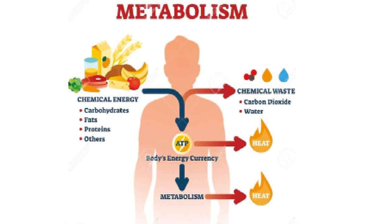 The complex dance of metabolism