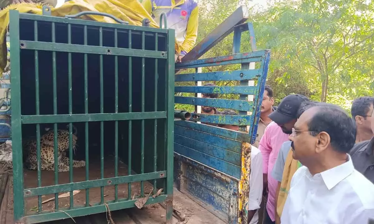 TTD chairman visit where Leopard captured, says devotees safety is priority