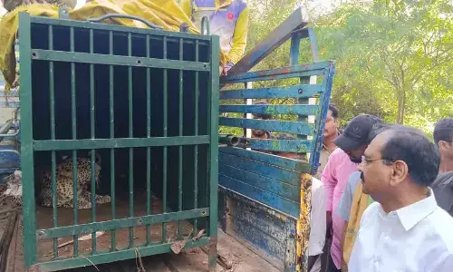 Tirumala: 5th elusive leopard caught on Tirumala