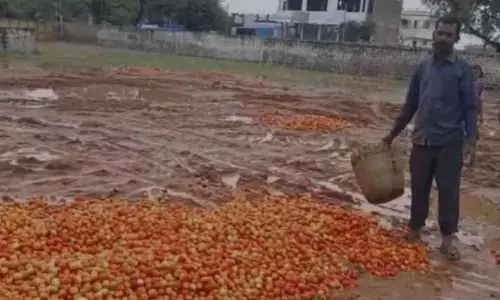 Kurnool: Tomatoes dumped on road as price drops to Rs 4 per kg