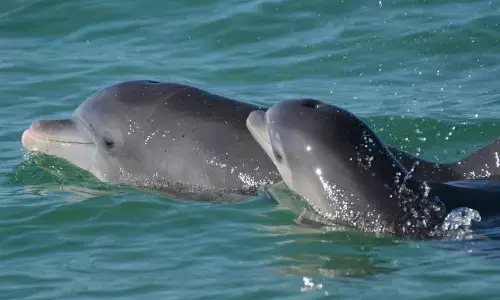 Common Connections: Fireflies, brain cells & dancers