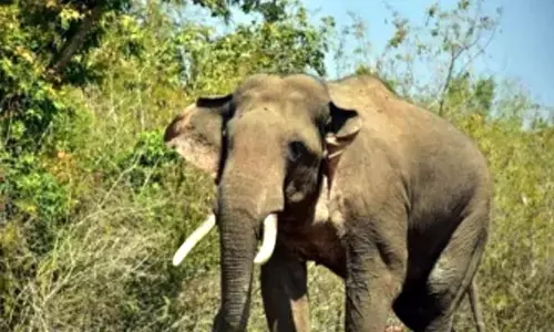 Elephant tramples farmer to death in Odisha