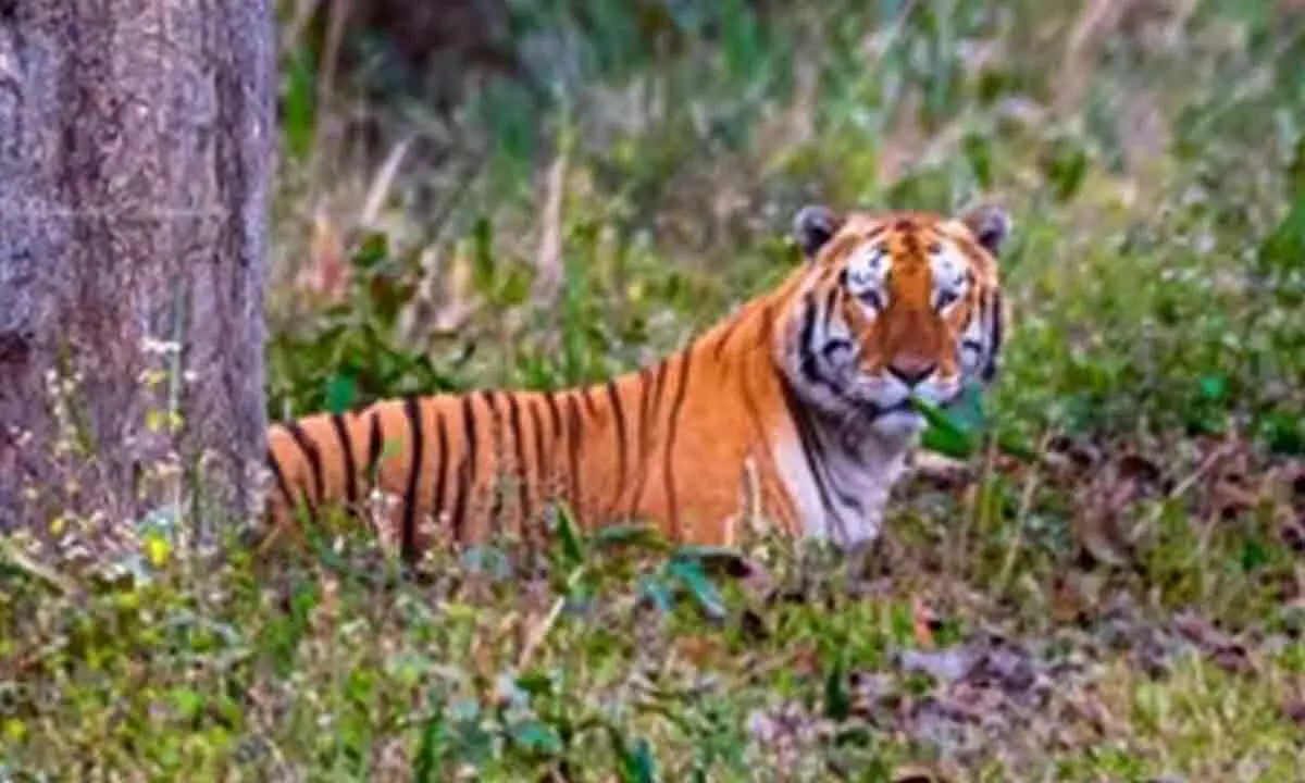 Tamil Nadu Forest Department sets up 20 member team to probe death of two tigers