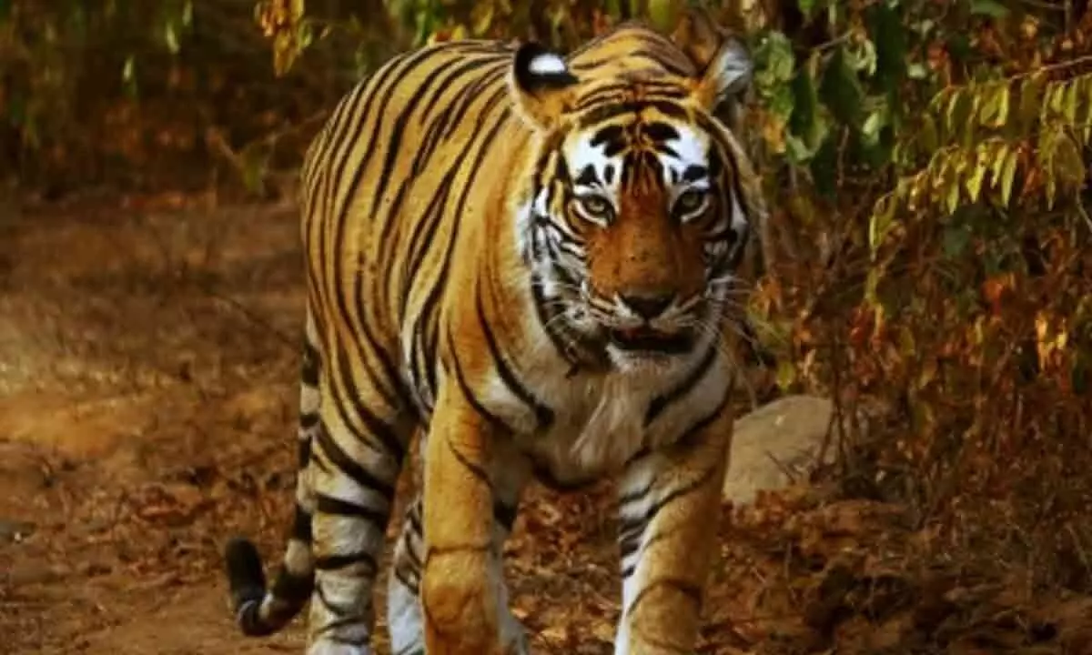 Tamil Nadu Forest Department finds circumstantial evidence of poisoning in death of tigers (Lead)