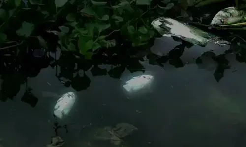 Concerns Rise As Dead Fish Found In Coimbatores Valankulam Water Body Amid Beautification Project
