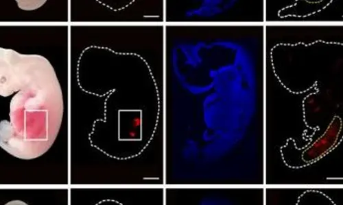 Key Breakthrough: Chinese integrate human stem cells into pig embryos