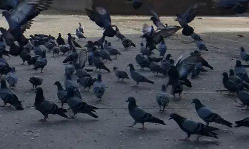 23 pigeons killed over old rivalry in Karnataka