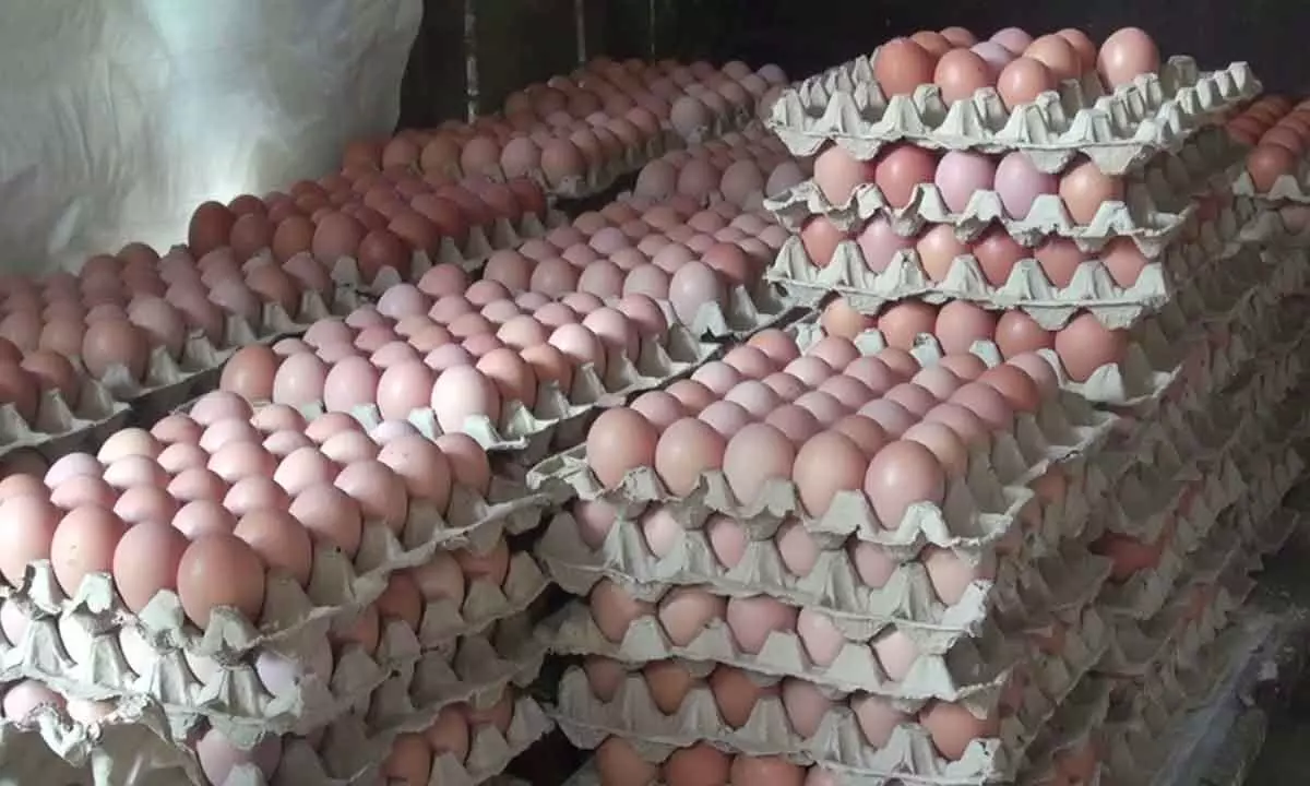 TN poultry farmers to export eggs to Sri Lanka under Bay of Bengal initiative