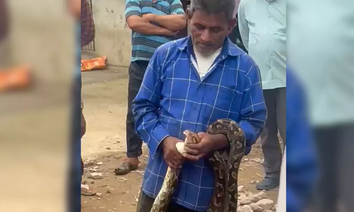 Snake catcher with the python