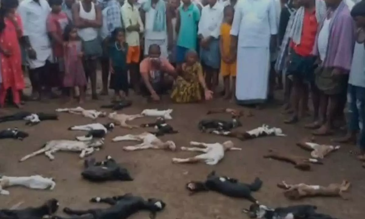 Baby goats died in stray dogs’ attack at Kanakaveedu village on Tuesday