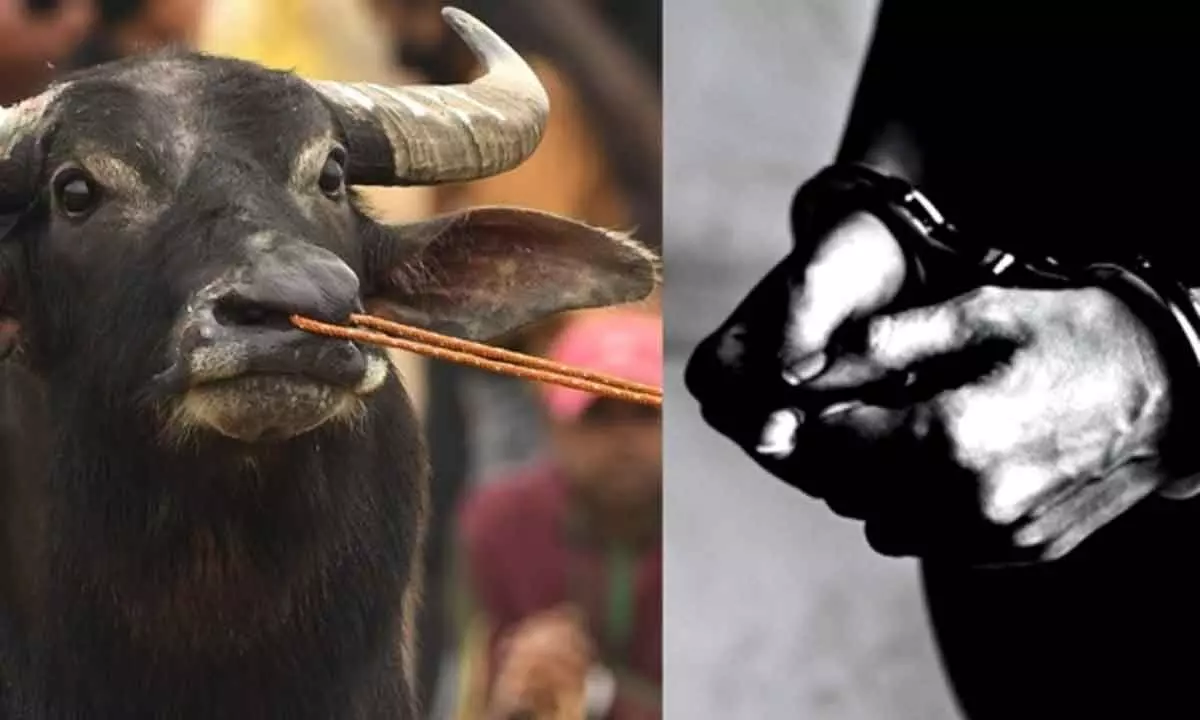 Buffalo theft case: Accused arrested after 58 years in Karnataka
