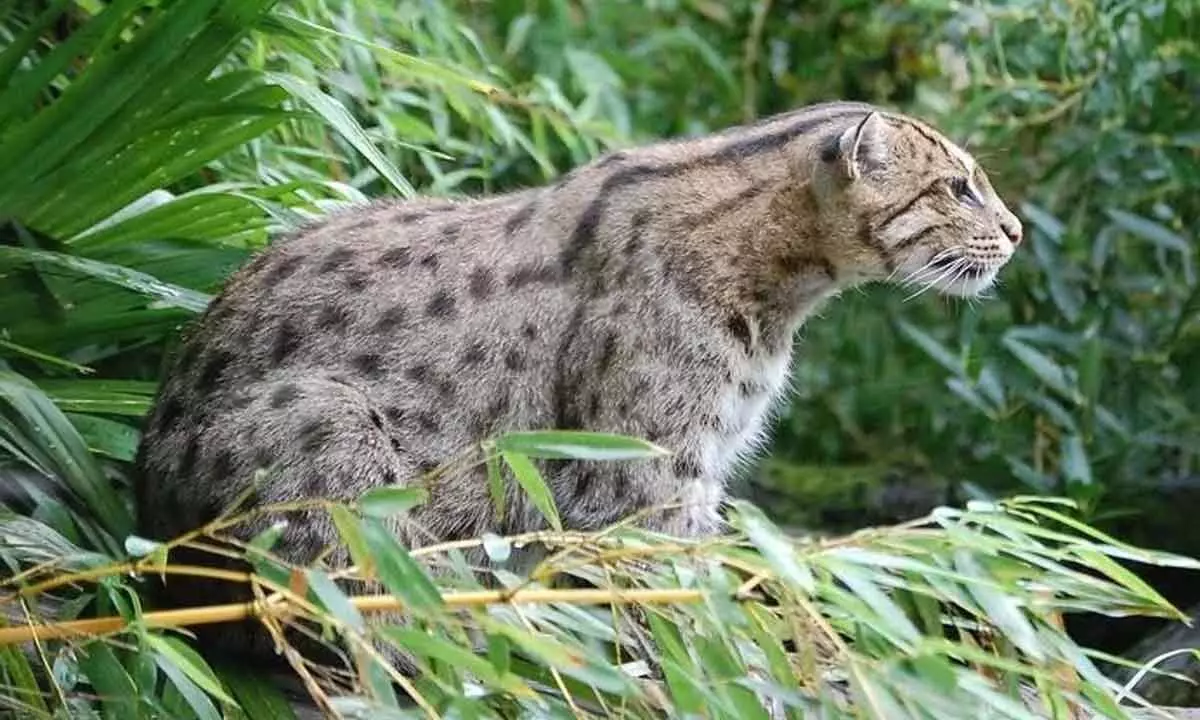 Bengal forest dept worried over increasing human attacks on fishing cats