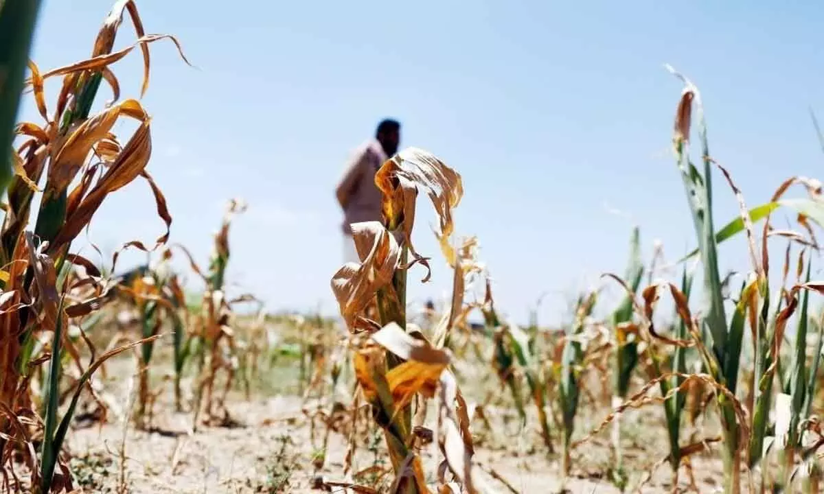 Farmers reel from drought as climate change takes toll in Yemen
