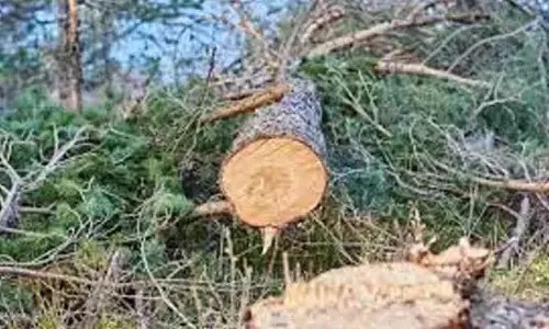 New Delhi: No permission granted for felling of trees says High Court