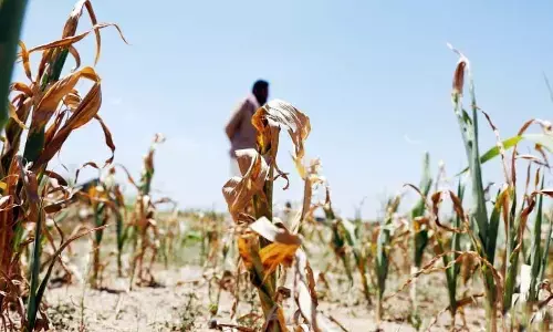 Farmers reel from drought as climate change takes toll in Yemen