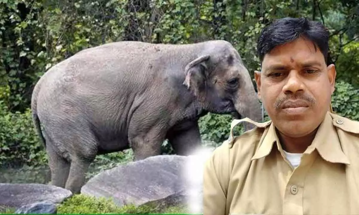 Forest Department employee trampled to death by wild elephant in Maharashtra