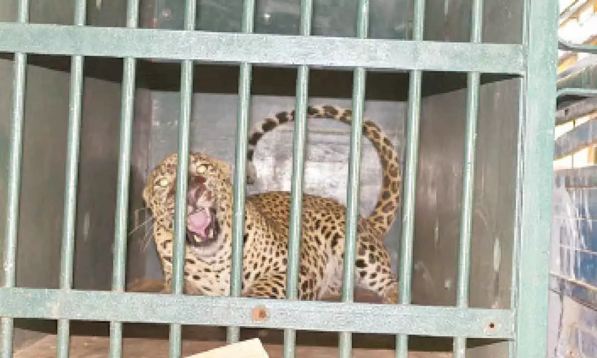 2 leopards cleared of attack on child freed from captivity