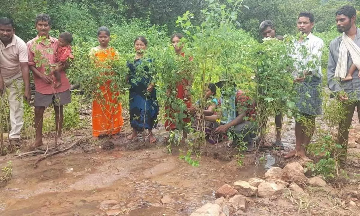 Tribals of Ravikamatham mandal planting saplings as part of their protest to draw attention of officials in Anakapalli