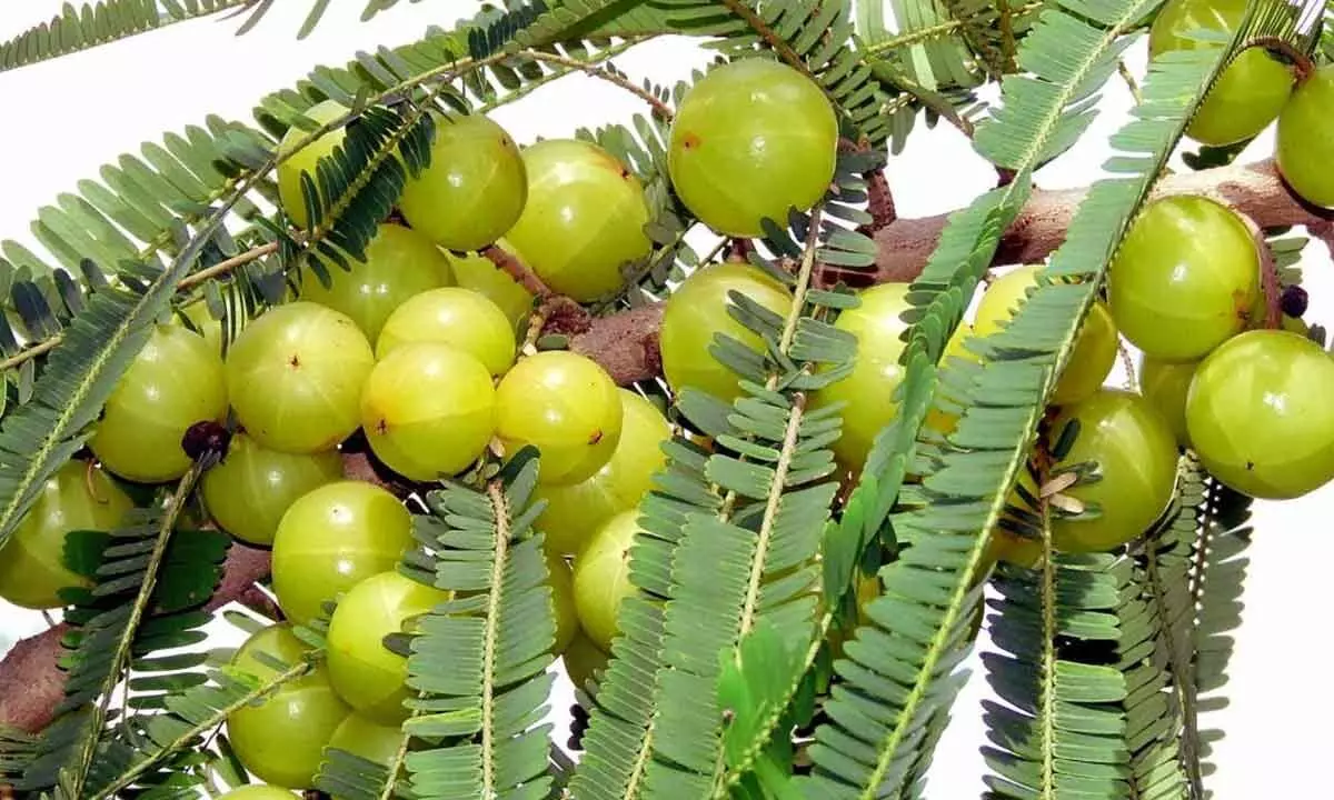 IISER Bhopal team conducts genome sequencing of Indian gooseberry plant