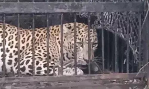 Sixth leopard captured on Alipiri footpath area